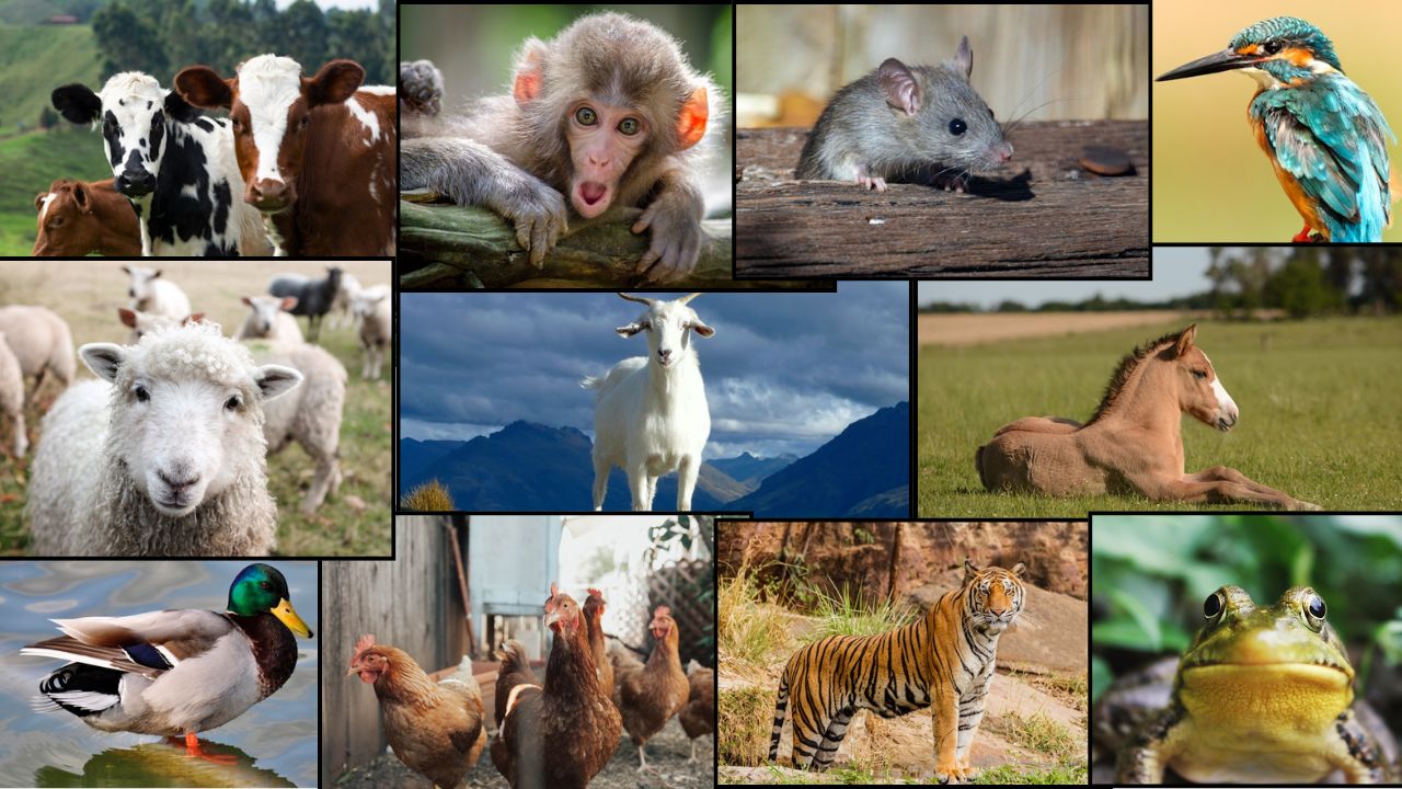 小一面試必識英文常用字：動物園篇Zoo （第一組）